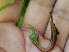 Aristolochia sempervirens