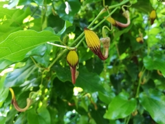 Aristolochia sempervirens