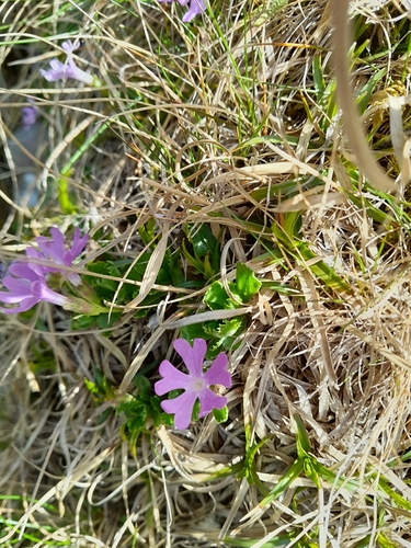 Primula minima (Primula minima)
