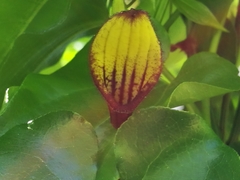 Aristolochia sempervirens