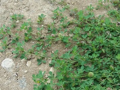 Medicago orbicularis