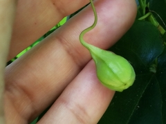 Aristolochia sempervirens
