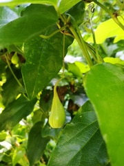 Aristolochia sempervirens