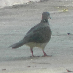 Streptopelia chinensis