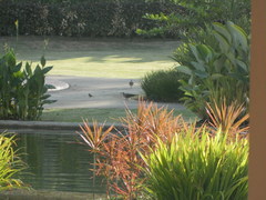 Streptopelia chinensis