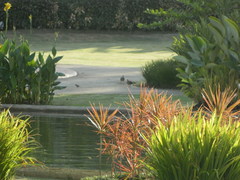 Streptopelia chinensis