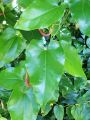 Aristolochia sempervirens