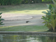 Streptopelia chinensis