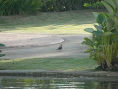 Streptopelia chinensis