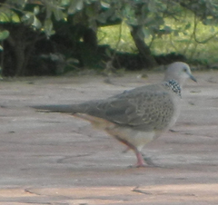 Streptopelia chinensis