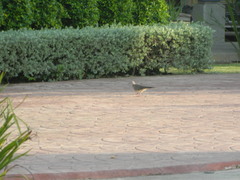 Streptopelia chinensis