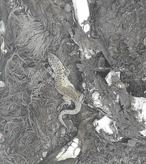 Liolaemus zapallarensis