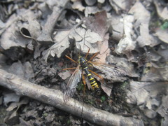 Ctenophora flaveolata