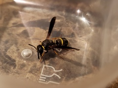 Euodynerus foraminatus