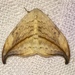 Hooktip Moths - Photo no rights reserved, uploaded by Ken Kneidel