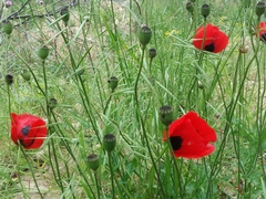 Papaver commutatum