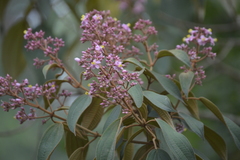 Miconieae