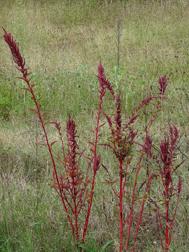 Amaranthus hybridus image