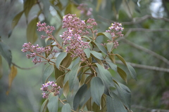 Miconieae