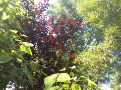 Magnoliopsida