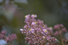 Miconieae