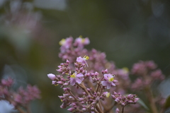 Miconieae