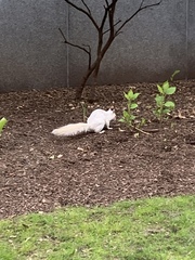 Sciurus carolinensis