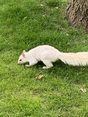 Sciurus carolinensis