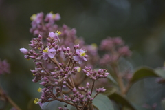 Miconieae
