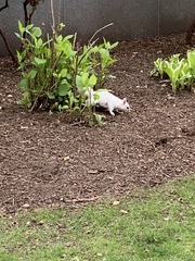 Sciurus carolinensis