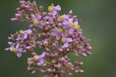 Miconieae