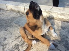 Canis familiaris