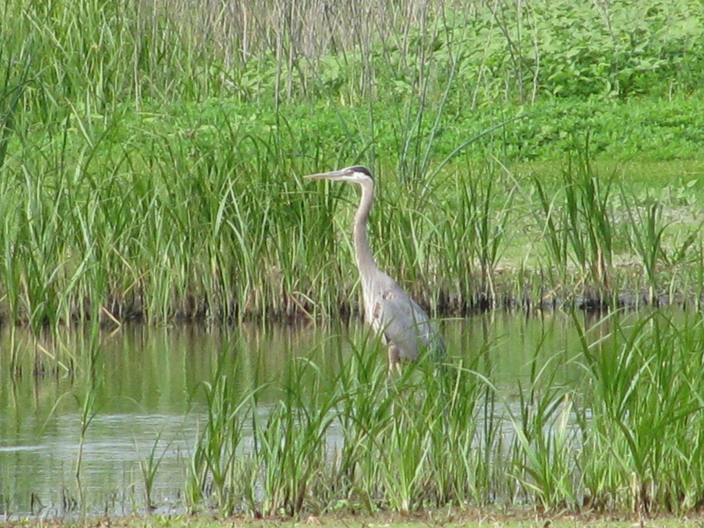 Great Blue Heron from Yolo Bypass Wildlife Area, 45211 Co Rd 32B, Davis ...