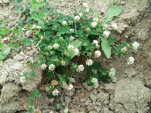 Trifolium tumens
