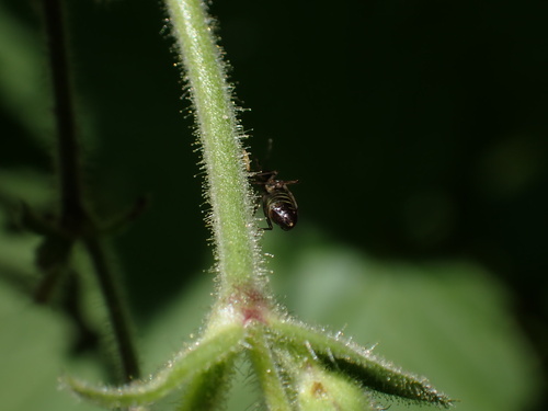 Dicyphus geniculatus