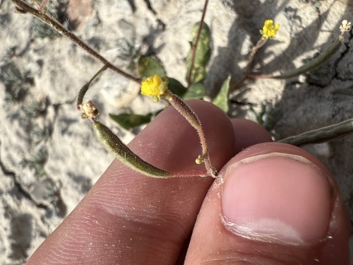 Image of Chylismia scapoidea by (c) Jared Shorma, some rights reserved (CC BY)