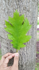 Quercus rubra