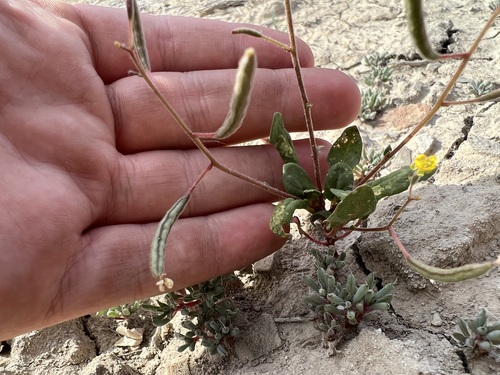 Leafless Suncups (Chylismia scapoidea)