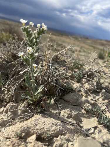 Image of Oreocarya wetherillii by (c) Jared Shorma, some rights reserved (CC BY)