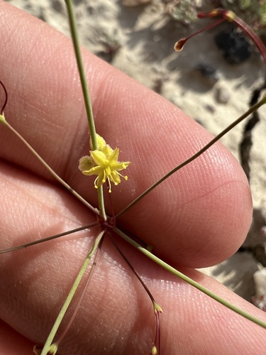 Image of Eriogonum fusiforme by (c) Jared Shorma, some rights reserved (CC BY)