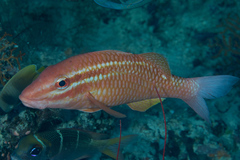 Parupeneus ciliatus