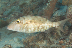 Lethrinus xanthochilus