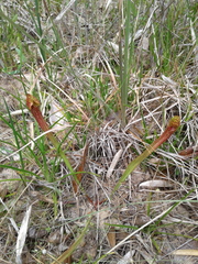 Sarracenia