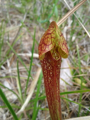 Sarracenia