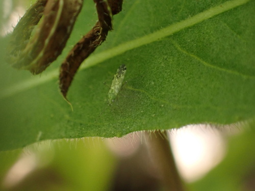 Macrotylus atricapillus