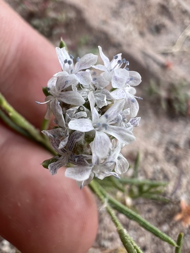 Image of Ipomopsis gunnisonii by (c) Jared Shorma, some rights reserved (CC BY)