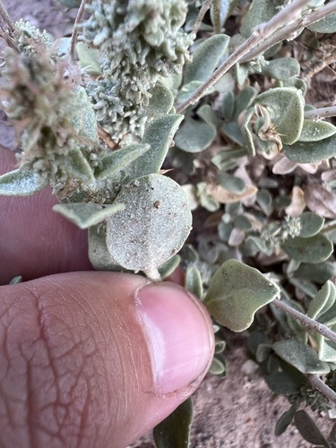 Image of Atriplex gardneri by (c) Jared Shorma, some rights reserved (CC BY)