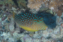 Canthigaster solandri