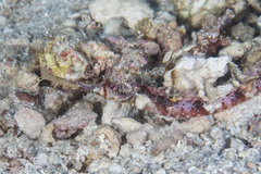 Halicampus macrorhynchus