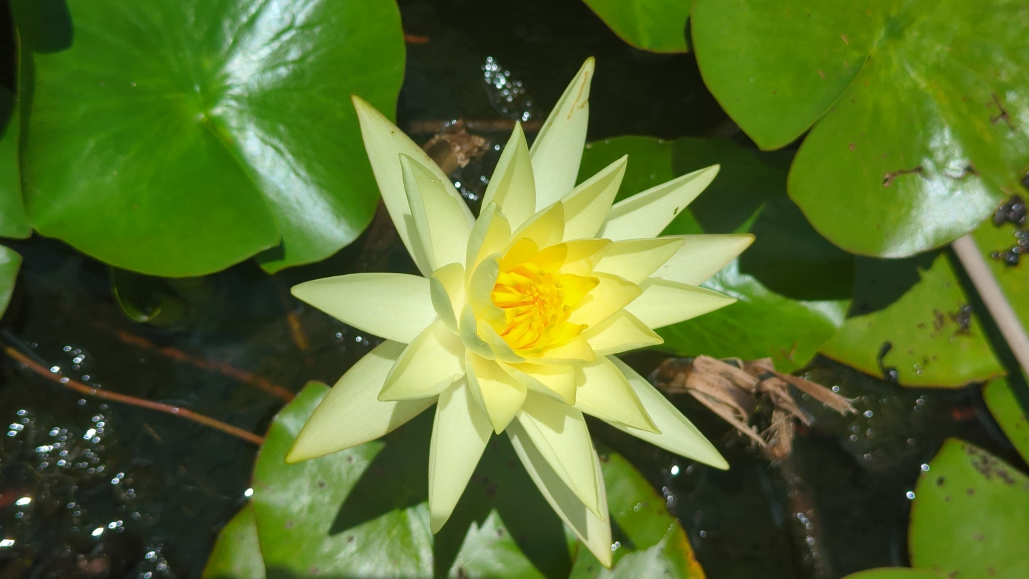 Nymphaea X thiona
